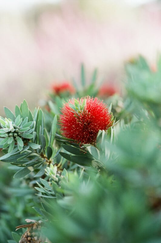 A close-up of a vibrant red bottlebrush flower surrounded by green, spiky leaves with a soft, blurred background.