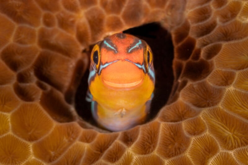 A colorful fish with orange, blue, and yellow markings peeks out from a hole in a textured brown coral, looking directly at the camera.