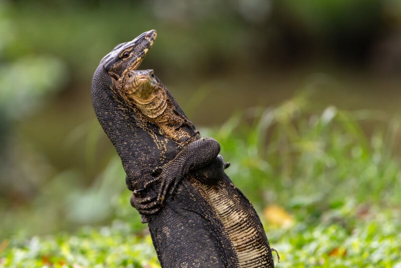 Two large monitor lizards stand upright, appearing to embrace or wrestle each other on a grassy patch, with a blurred green background.