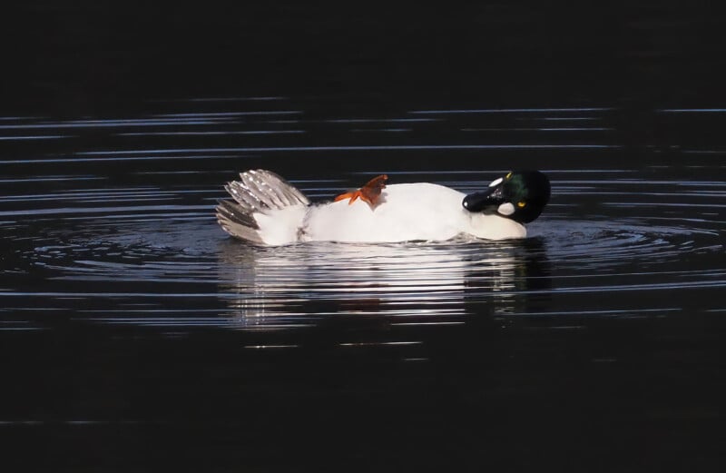 A white duck with a black head floats on dark water, with ripples around it. A small brown bird is perched on the duck’s back. The scene is calm and reflective.