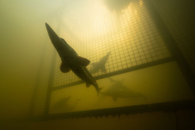 A large fish swims upward in murky water near a metal grid structure, with several other fish visible in the background behind the grid. Sunlight filters faintly from above, creating a hazy underwater scene.