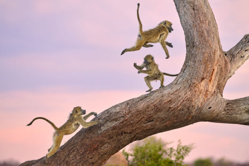 Three young baboons play and leap on a large, curved tree trunk against a soft pink and purple sky, with one baboon airborne and the other two climbing and reaching toward each other.