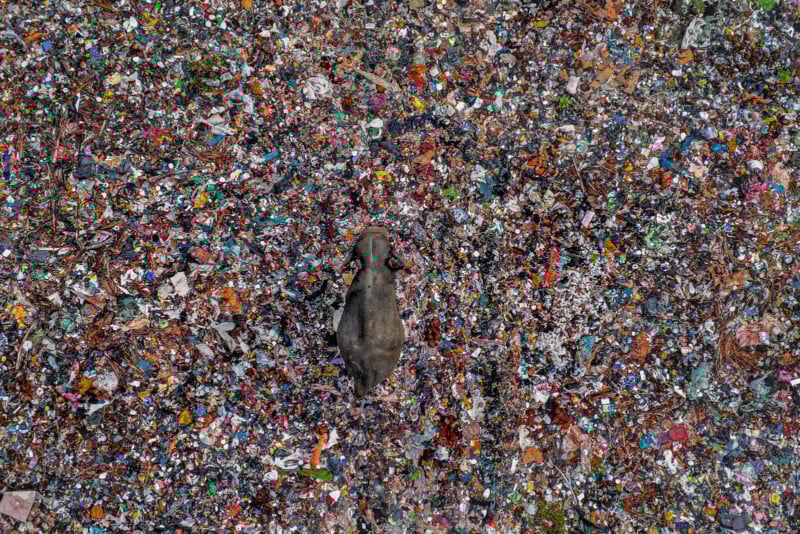 A dog lies curled up in the middle of a large expanse of colorful plastic trash and debris, highlighting environmental pollution and animal vulnerability.