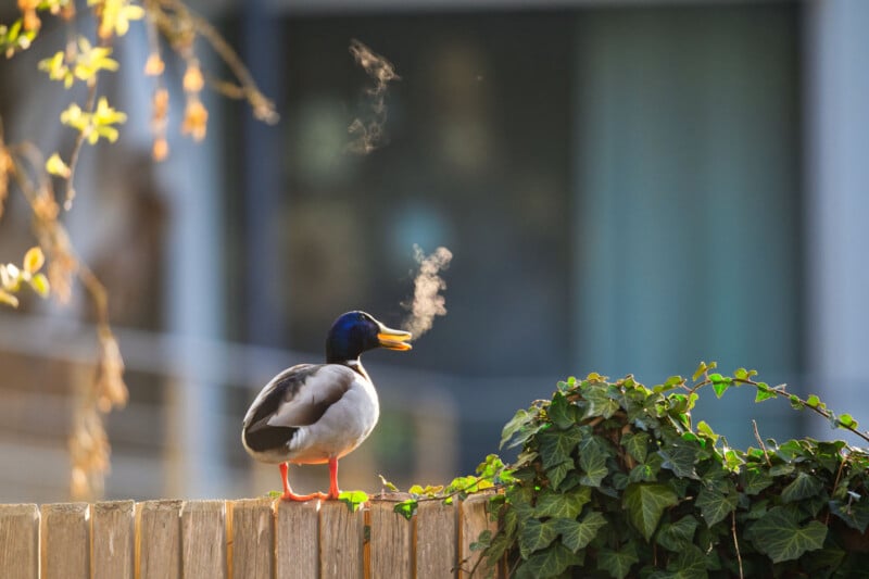A mallard duck stands on a wooden fence with green ivy, exhaling a visible cloud of warm breath into cool air, resembling smoke, against a blurred background.