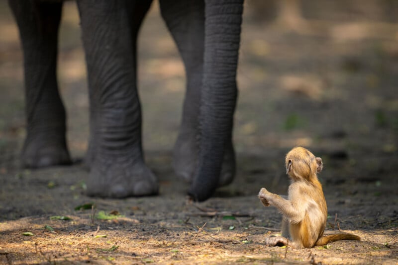A small monkey sits on the ground looking up at the legs of a large elephant, with sunlight casting shadows on the forest floor.