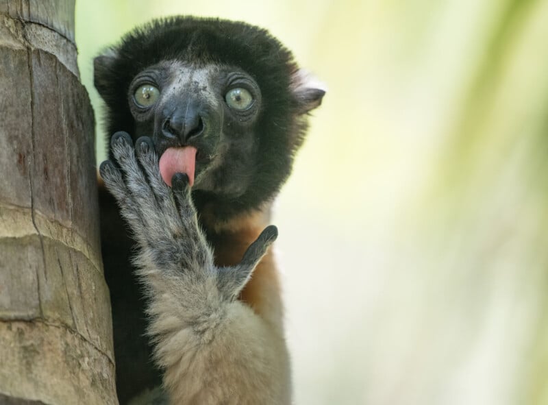 A lemur with wide eyes licks its paw while clinging to the side of a tree, with a blurred green background.