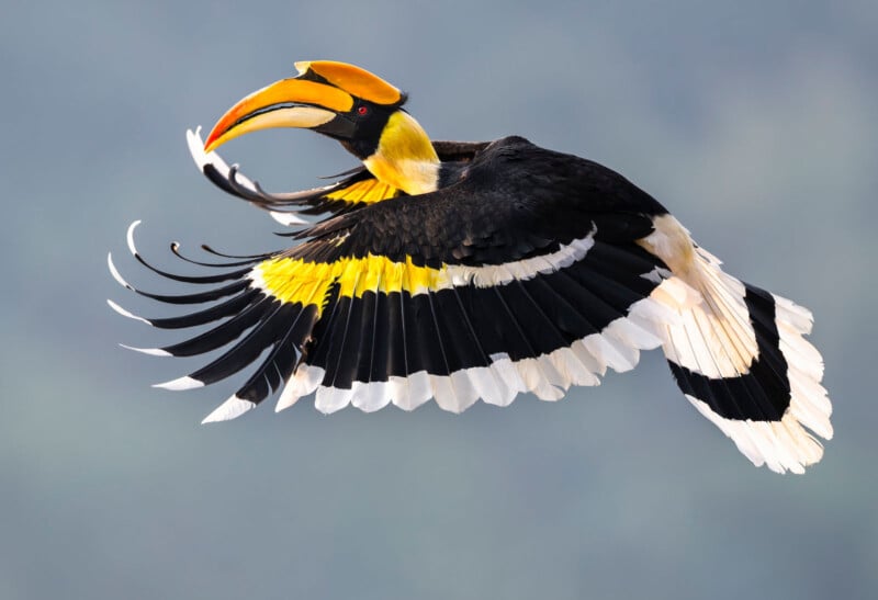 A great hornbill with a large yellow and black casque on its beak is flying with wings spread wide, showing striking black, white, and yellow feathers against a blurred blue-gray background.