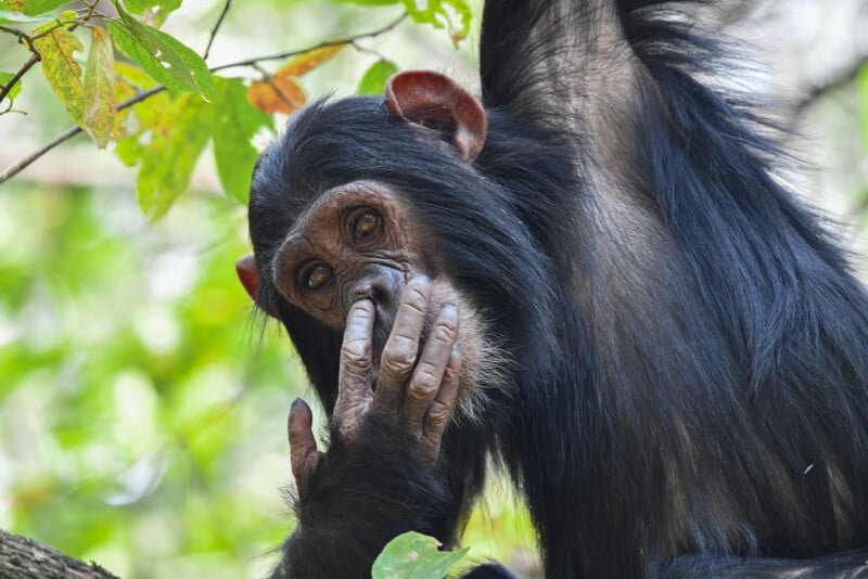 A young chimpanzee with black fur sits among green leaves, gazing at the camera while touching its mouth with one hand.
