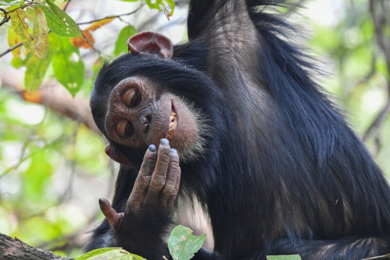 A chimpanzee with closed eyes holds one hand near its mouth, appearing to inspect or lick its fingers, while surrounded by green leaves in a natural outdoor setting.