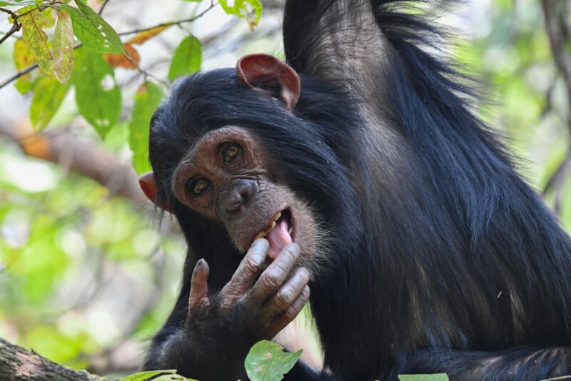 A young chimpanzee sits among green leaves, holding its mouth with one hand and looking at the camera with a curious expression.