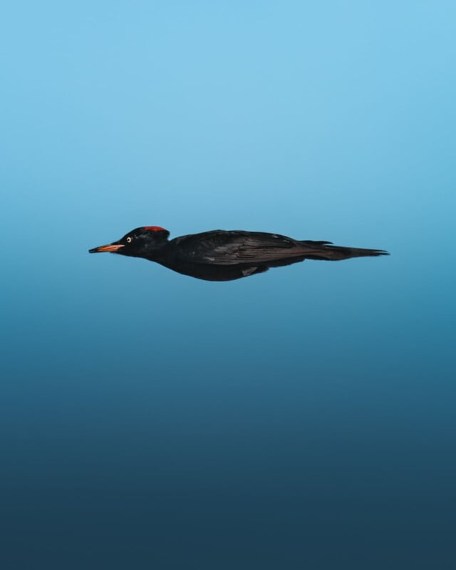 A black woodpecker with a red patch on its head flies against a gradient blue sky, appearing streamlined with wings tucked close to its body.
