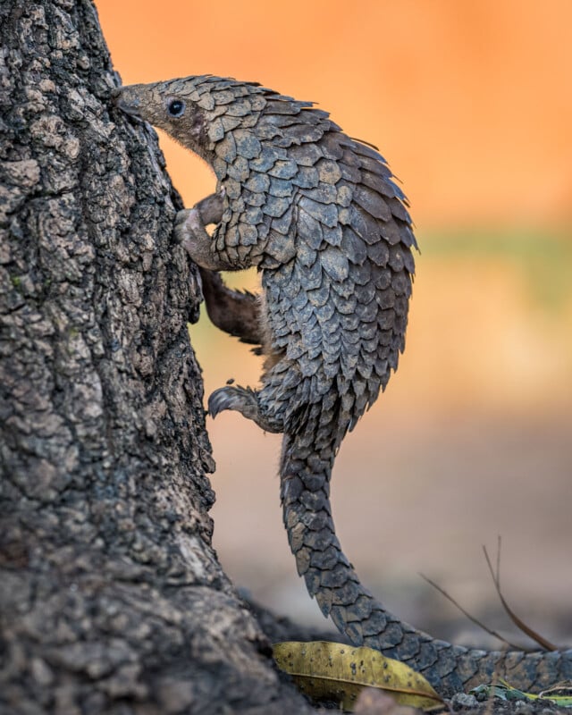 A pangolin with overlapping brown scales climbs the rough bark of a tree, its curved tail hanging down and background softly blurred in warm tones.