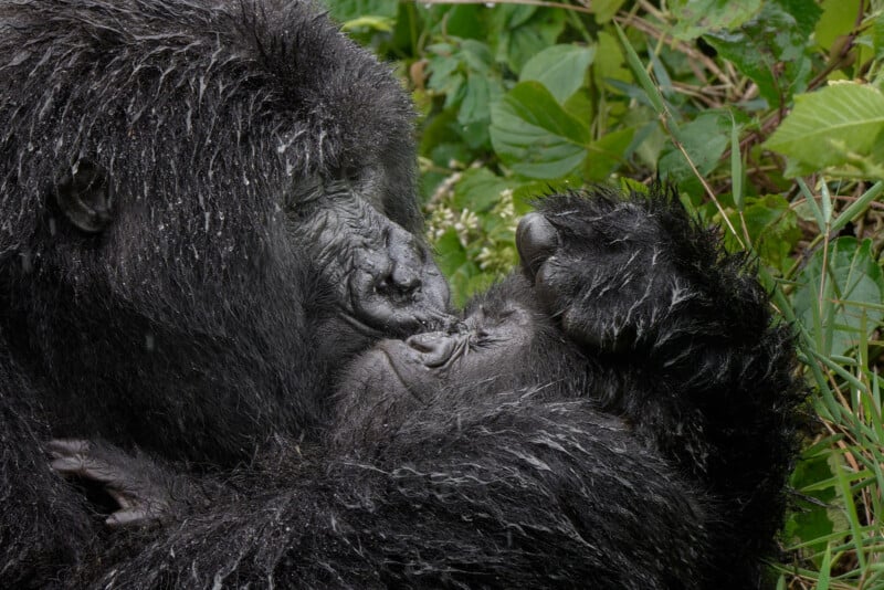 A close-up of two gorillas lying together in the grass, one gently holding and nuzzling the other's face, conveying a sense of affection and intimacy. Lush green leaves surround them.