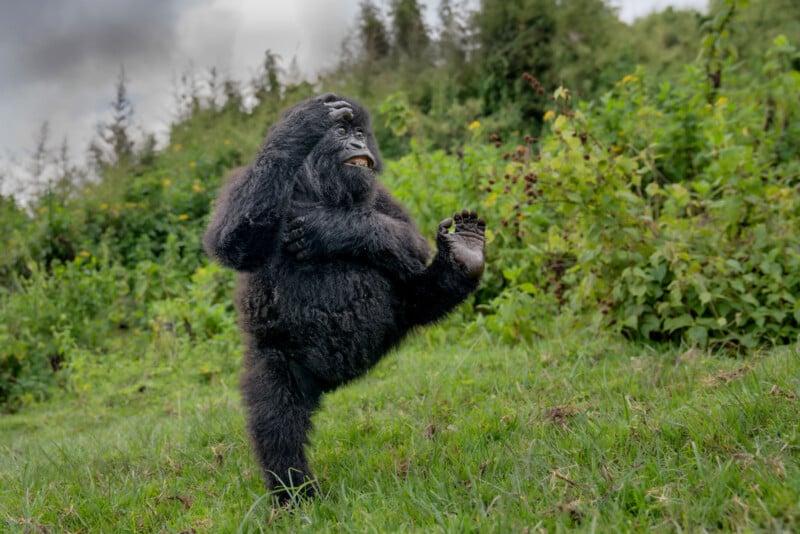 A young gorilla stands on one leg in a grassy area, raising the other leg and one arm as if striking a playful pose. Lush green foliage and trees fill the background.