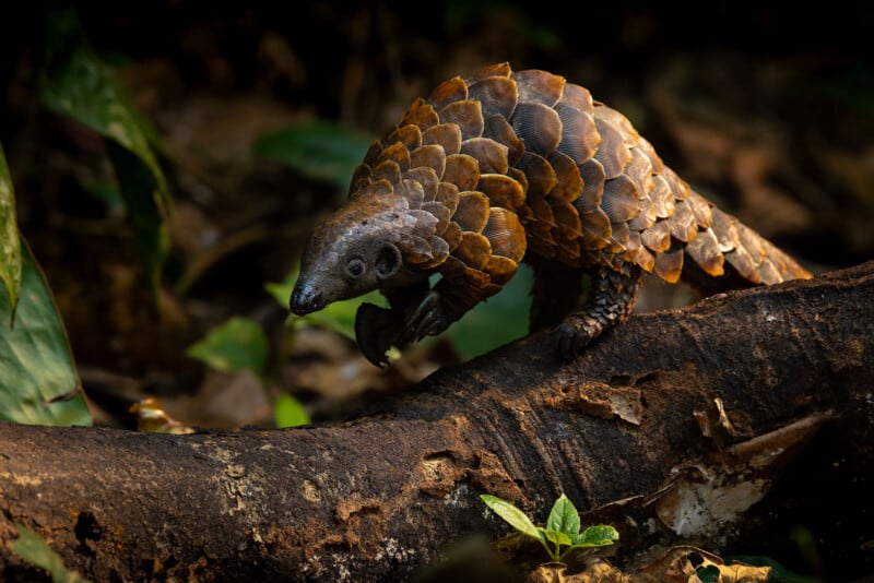 A pangolin with brown, overlapping scales walks along a tree trunk in a forest, surrounded by leaves and greenery.