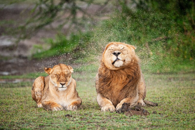 Two lions sit on grass; the lion on the right shakes its head, sending water droplets flying, while the lion on the left has its eyes closed, appearing to brace against the spray. Green foliage is visible in the background.
