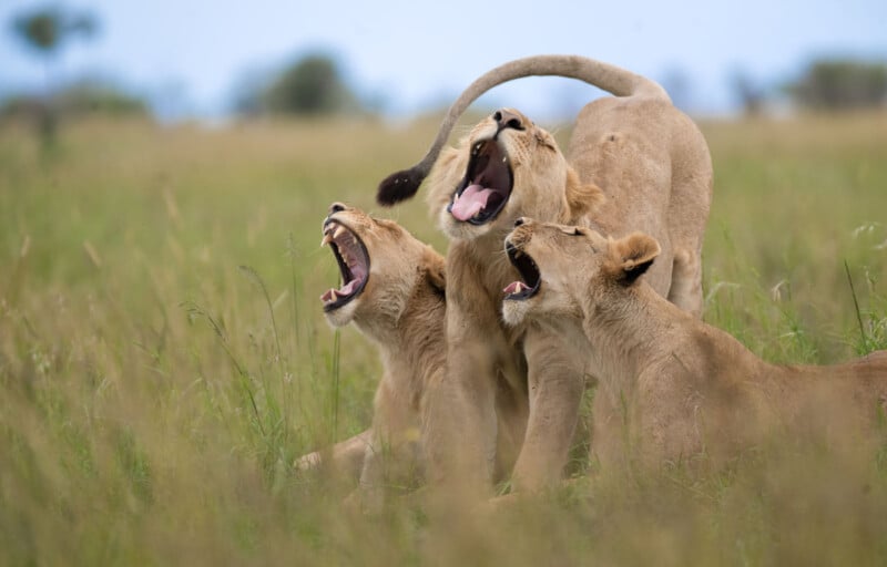 Three lions sit close together in tall grass, all with their mouths wide open, appearing to roar or yawn in unison. The background is a grassy savanna with a soft, out-of-focus horizon.