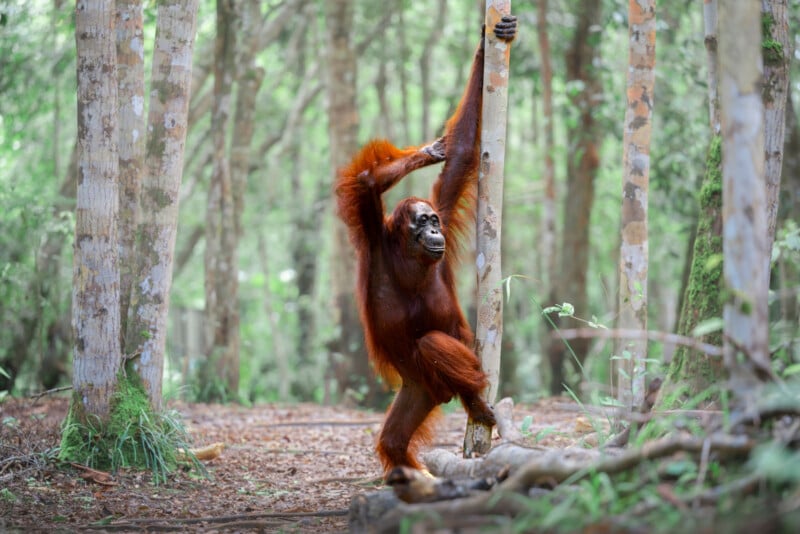 An orangutan stands upright in a forest, holding onto a tree with one arm raised above its head and the other arm bent. The background is filled with tall trees and green foliage.