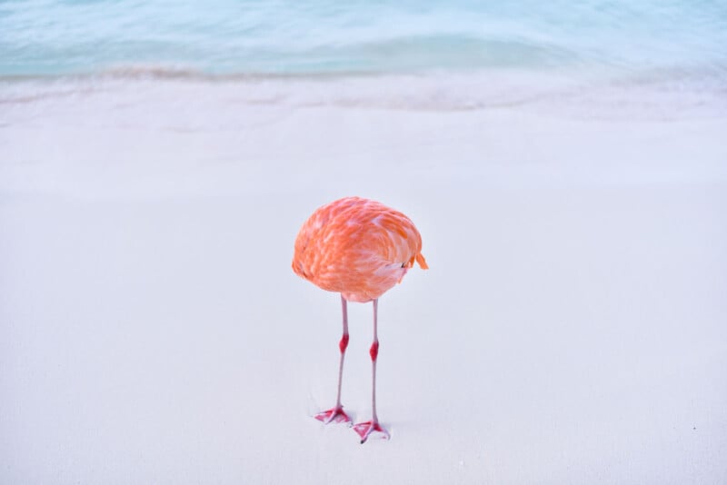 A flamingo stands on white sand near the shoreline with its head hidden from view, blue water and gentle waves in the background.