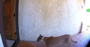 A large cougar walks past the front door of a house, captured by a doorbell camera on a brick porch with a light-colored stucco wall.