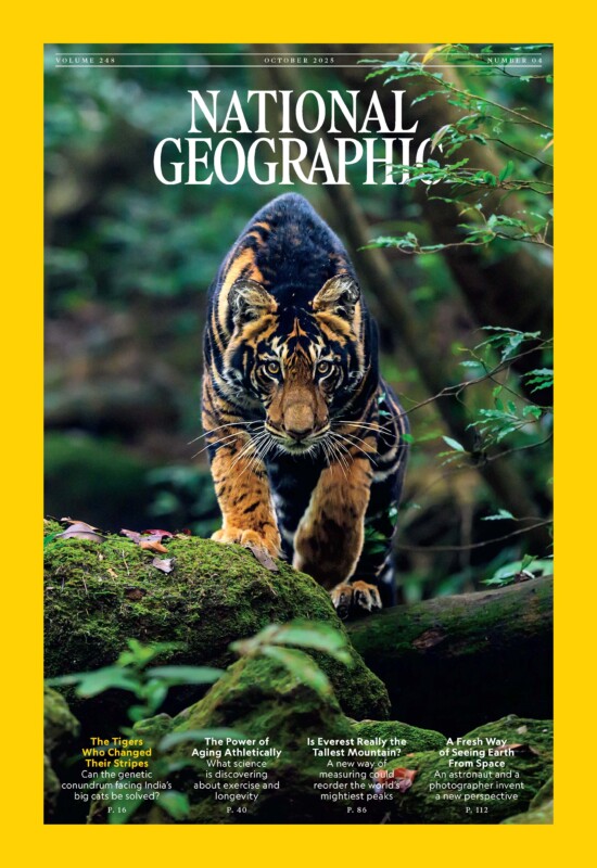 Un tigre camina hacia adelante a través de un bosque verde y exuberante, mirando fijamente a la cámara. Esta escena aparece en la portada de la revista National Geographic, rodeada por un borde amarillo y el título del artículo en la parte inferior.