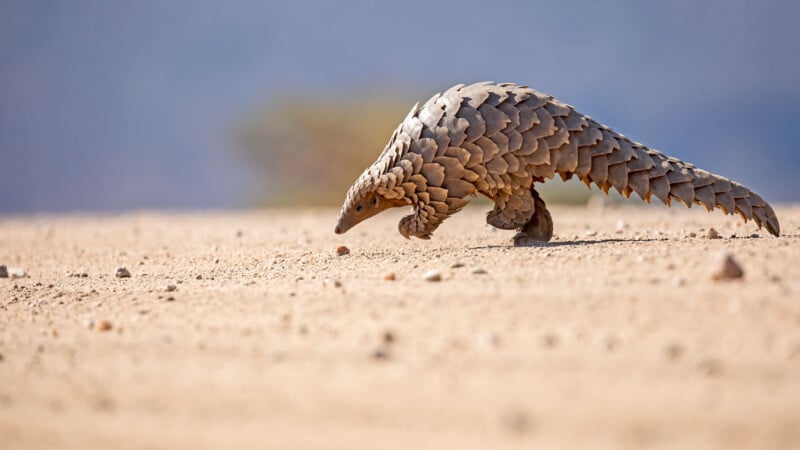 A solitary pangolin covered in overlapping scales walks across a sandy, open landscape, its long tail extended behind it. The background is blurred, highlighting the animal in the foreground.