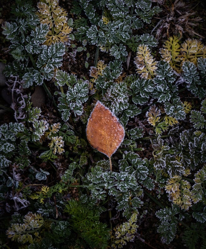 Una hoja de color marrón anaranjado cubierta de escarcha se asienta sobre una planta terrestre verde y amarilla, también escarchada en los bordes, creando un contraste de color y textura en un ambiente frío al aire libre.