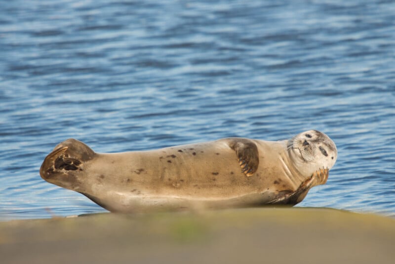 A harbor seal rests on its side at the edge of the water, with its head raised and one flipper touching its face, against a blurred blue background of rippling water.