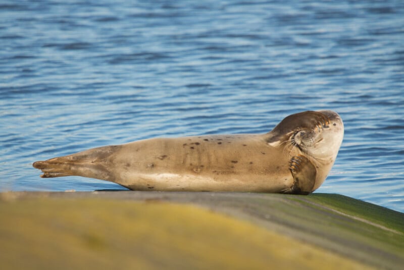 A harbor seal lies on its side on a mossy rock near the water, appearing relaxed with its flipper raised to its face. The background is a calm, blue body of water.