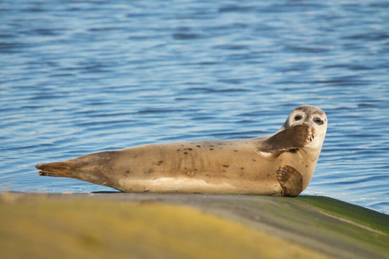 A seal lies on a rock by the water, resting on its side with one flipper raised toward its mouth, appearing relaxed. The background shows calm, rippling blue water.