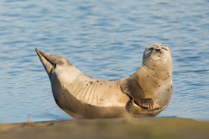 A seal lies on the shore with its body curved and head raised, eyes closed as if basking in the sun, in front of calm water.