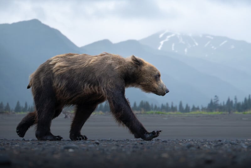 A brown bear walks across a rocky, open landscape with misty mountains and cloudy skies in the background. The scene appears calm and natural.