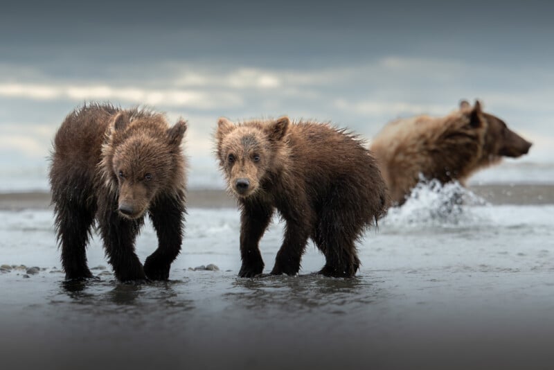 Two wet bear cubs stand close together on a muddy riverbank, looking toward the camera, while an adult bear is in the background splashing through the water. The sky is overcast.