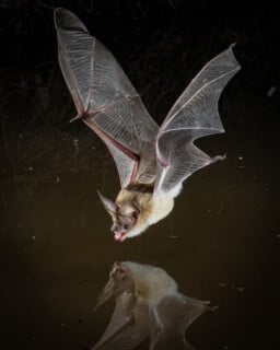 Photographer Captures Stunning Portraits of Misunderstood Bats | PetaPixel