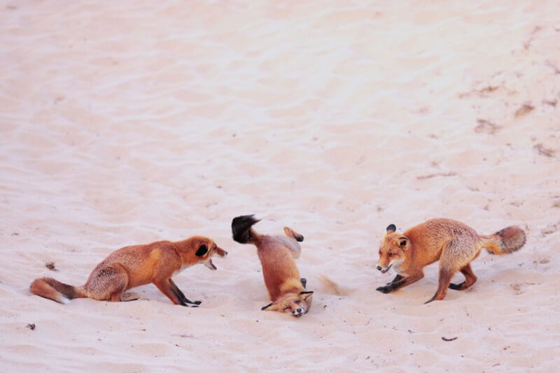 Three red foxes play together on pale sand; one fox is lying belly-up with its legs in the air while the other two stand nearby, appearing engaged and playful.