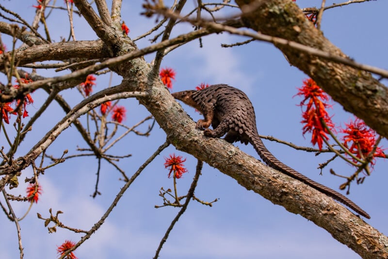 A pangolin with brown scales climbs along the branch of a tree with sparse red flowers, set against a blue sky.