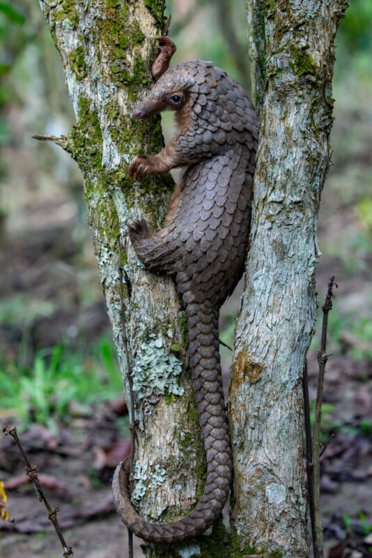 A pangolin with brown, overlapping scales climbs between two tree trunks in a forested area, its long tail and claws gripping the bark.
