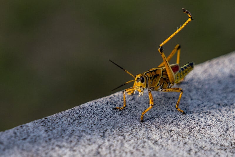A close-up of a yellow and black grasshopper standing on a gray surface, with one hind leg raised and a blurred green background.