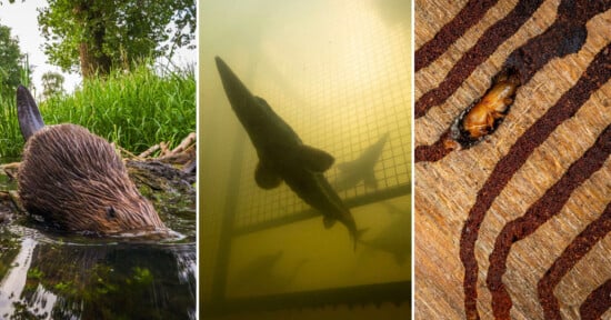 A three-part image: left shows a beaver near water, center shows a fish underwater by a metal grate, right shows a larva burrowed in wood with visible tunnels.