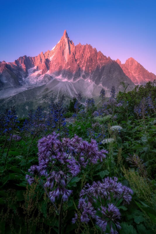Bajo un cielo azul, exuberantes prados verdes están cubiertos de flores silvestres de color púrpura y el pico de una montaña brilla de color rosa al amanecer.