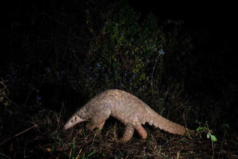 A pangolin with brown scales walks on the ground at night, surrounded by grass and vegetation, with a dark leafy background.