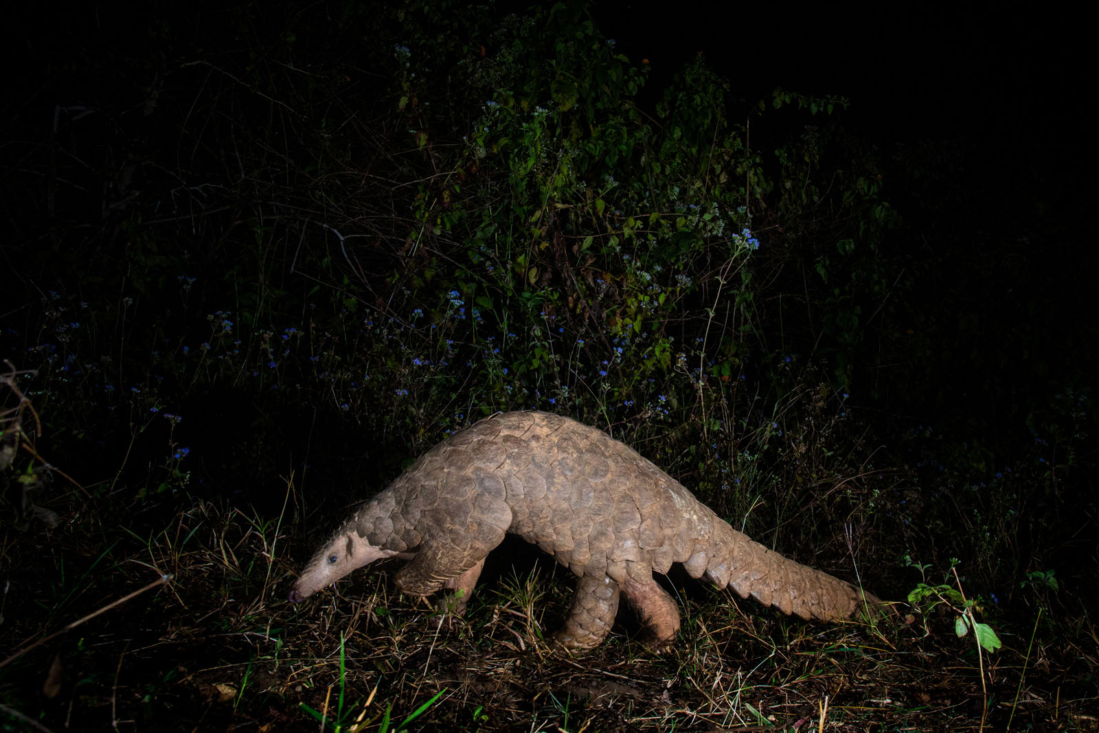Photographers' Incredible Pangolin Photos Help Save Endangered Animals ...