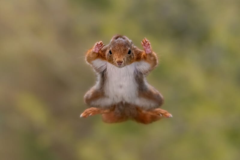 A squirrel is captured mid-jump with its legs and arms spread wide, appearing to be flying. The background is blurred green, highlighting the squirrel's dynamic pose and fluffy fur.