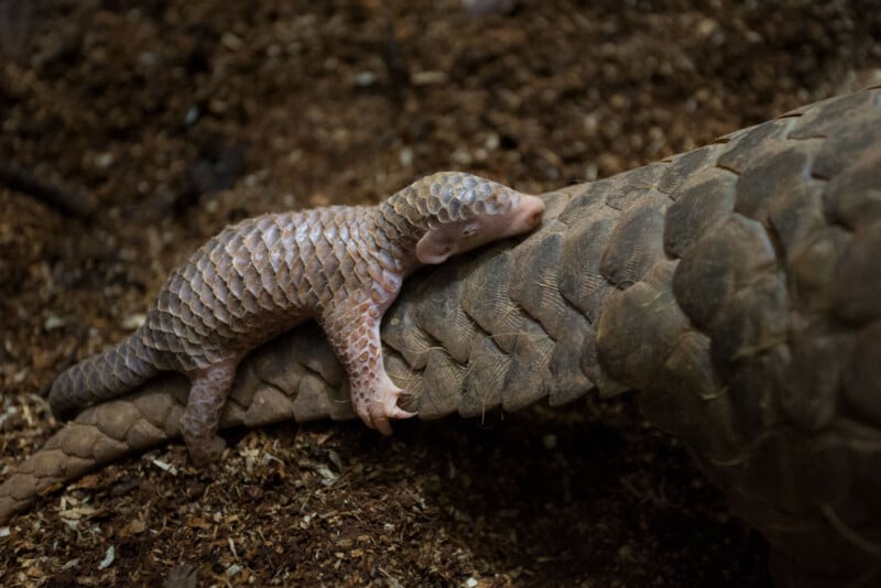 A small animal on the back of a snake.