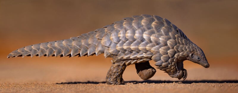 A pangolin walking on sandy ground, its body covered in large, overlapping scales, with its tail extended and head low to the ground. The background is blurred in warm brown tones.