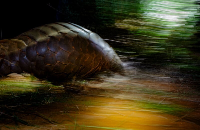 A pangolin with brown scales moves quickly at night, creating a motion blur effect with streaks of green, yellow, and white light across the image. Grass and foliage are visible in the foreground and background.