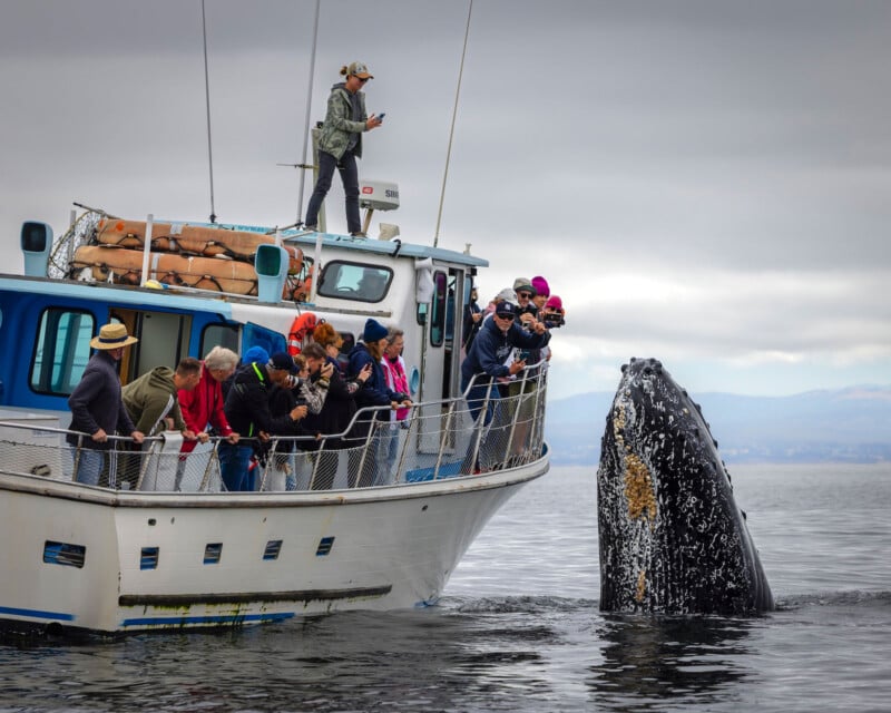A group of people on a boat excitedly watch and photograph a large humpback whale breaching near the water’s surface, close to their vessel on a cloudy day.