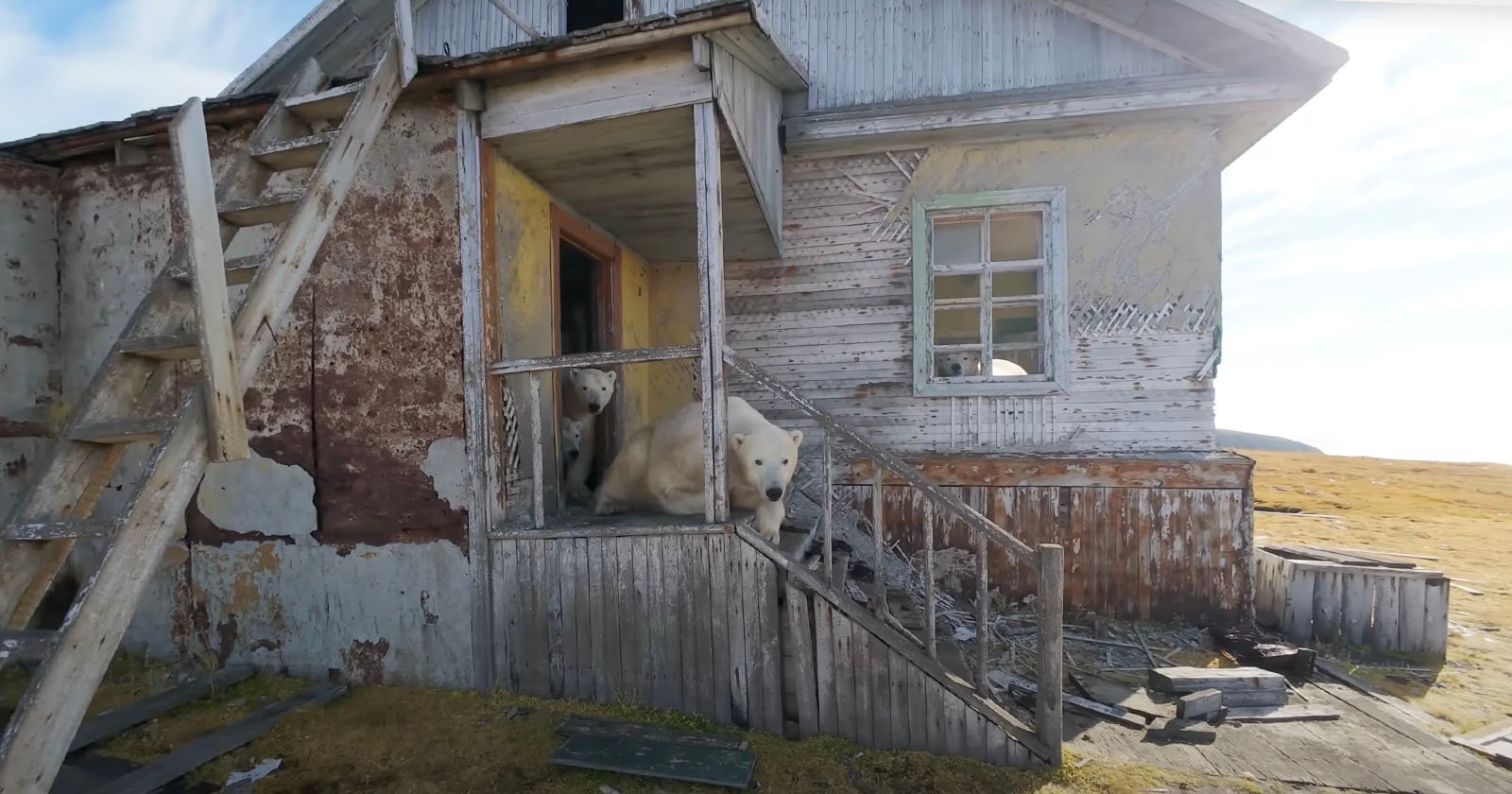Two polar bears stand on the porch of a weathered, abandoned wooden house with peeling paint and broken windows in an open grassy area.