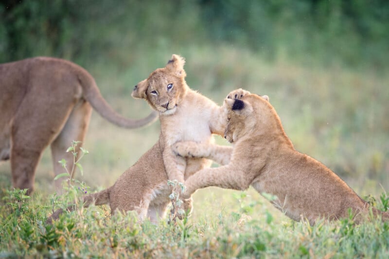 Two lion cubs playfully spar with each other in a grassy field while an adult lion walks nearby, all surrounded by green vegetation.