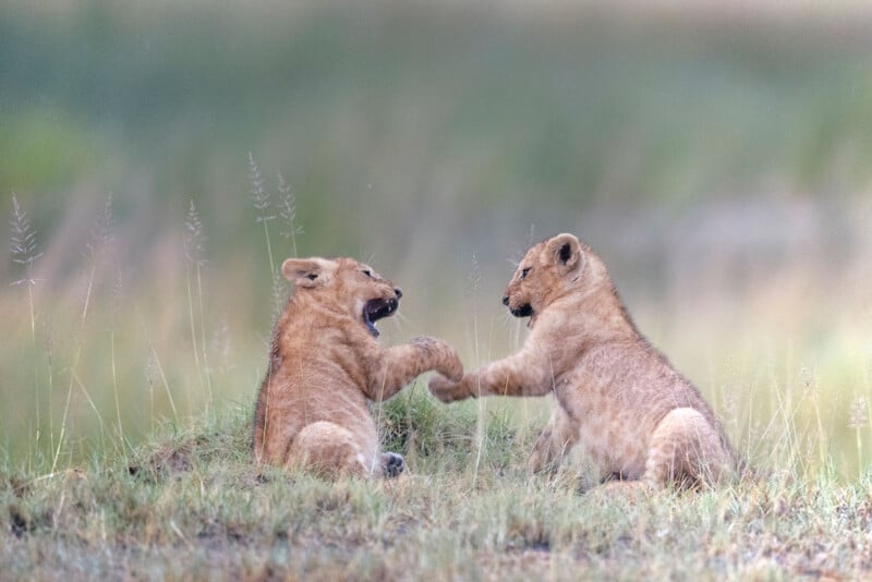 Two lion cubs playfully interact while sitting on grassy ground, one cub reaching out its paw toward the other as they face each other, surrounded by soft, blurred greenery in the background.